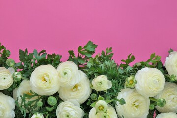 White Ranunculus Flowers. White buttercups on bright fuchsia background.Ranunculus bouquet.Buttercups flowers in pastel colors. Spring  flowers