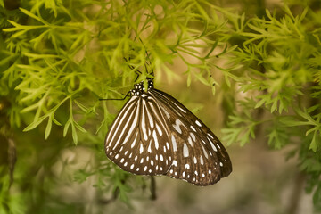 butterfly on leaf