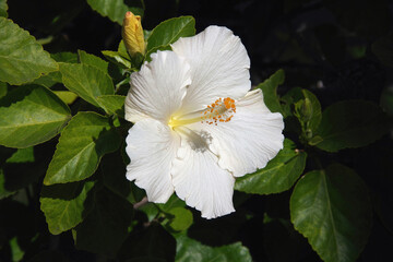 Close-up view with selected focus of a bright white hibiscus blossom