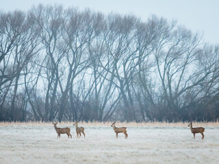 Roe deer on a meadow early in the morning