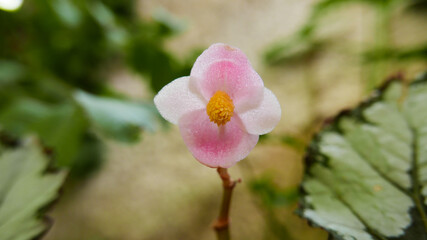 flor de begonia de colores rosa y amarillo