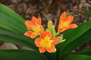 Close-up view with selected focus of a Clivia lily blossoms and buds