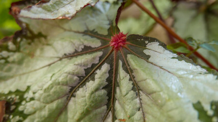 Detalle de una hoja de begonia