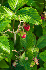 ripe strawberries in the garden