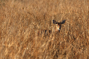 Its ears pricked, a male steenbok antelope observes the photographer from its hiding place in the tall grass (July morning, South Africa)