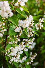 Deutzia Plant in the Garden