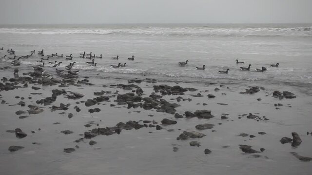 Group of brents (Branta bernicla) swimming close to the beach in waves in Atlantic ocean during low tide. Slow motion footage.