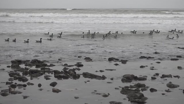 Group of brents (Branta bernicla) swimming close to the beach in waves in Atlantic ocean during low tide.