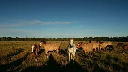 Fotobehang herd of horses © Kamila