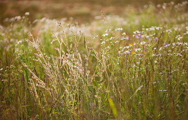 summer field with blue flowers