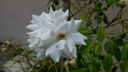 Fototapeta na wymiar Plano detalle de una rosa blanca