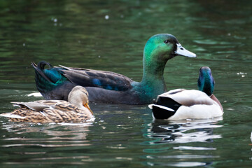 Cayuga duck and mallards swimming on a lake