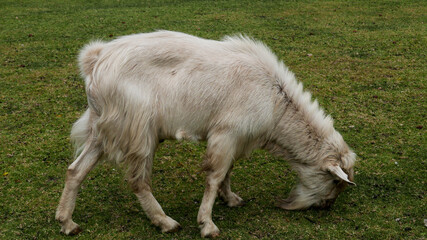 Cabra blanca pastando
