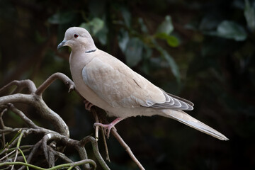 Collared Dove (Streptopelia decaocto)