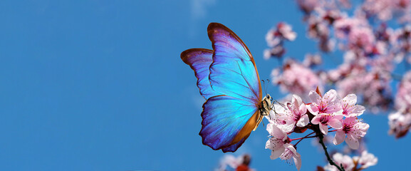 blossoming sakura. branch of blossoming sakura and bright blue morpho butterfly against blue sky....