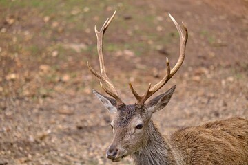 A deer in the Natural Park of the Sierra de Cazorla, Segura and Las Villas. In Jaén, Andalusia. Spain
