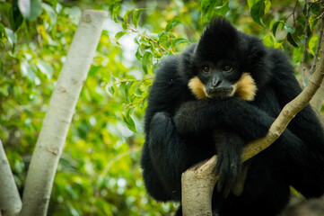 gibbon thinking on a branch