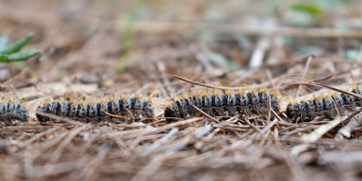 Pine processionary (Thaumetopoea pityocampa) caterpillars