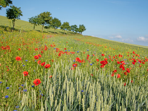 Wildblumen am Feldrand im Sommer