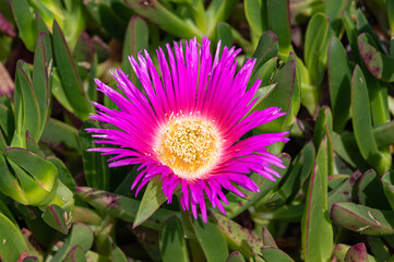 Carpobrotus Chilensis or Carpobrotus edulis flower. Pink and yellow blooming sea fig blossoms and green succulent foliage. Ice plant is ground creeping, mat-forming plant in the family Aizoaceae.