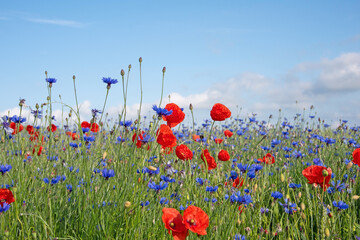 Wildblumen am Feldrand im Sommer