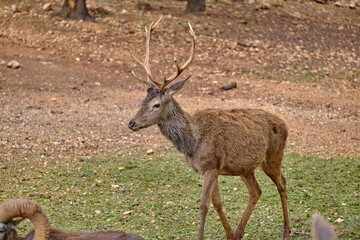 A deer in the Natural Park of the Sierra de Cazorla, Segura and Las Villas. In Jaén, Andalusia. Spain