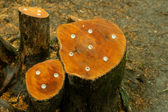 stump killer plugs in fresh cut tree trunk