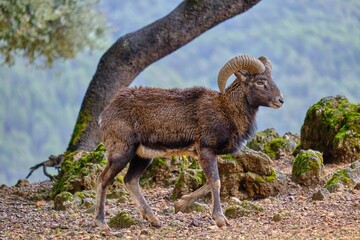 Mouflon (Ovis orientalis orientalis) in natural habitat - Cazorla, Jaen , Andaluia