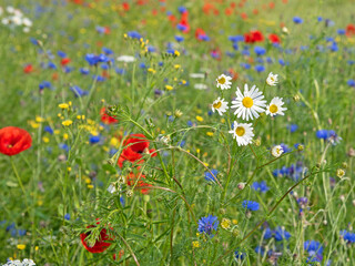 Wildblumen am Feldrand im Sommer
