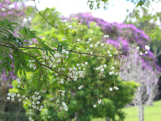 Flowering branch with white little flowers on blurred background.