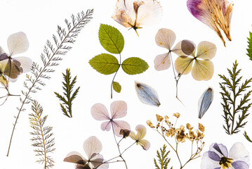 dry flowers on the white background