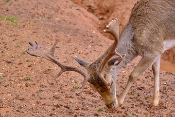 Dama dama Deers and bucks Tranco reservoir Sierra de Cazorla Segura y Las Villas Natural Park Jaen province Andalusia Spain Europe