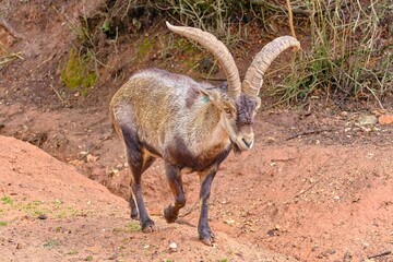 Capra pyrenaica on the nature parck of the Sierra de Cazorla, Segura and Las Villas. In Jaén, Andalusia. Spain