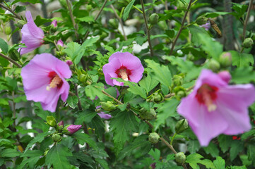 Hibiscus bush blooms in nature