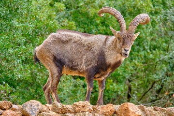 Capra pyrenaica on the nature parck of the Sierra de Cazorla, Segura and Las Villas. In Jaén, Andalusia. Spain
