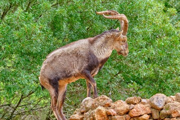 Capra pyrenaica on the nature parck of the Sierra de Cazorla, Segura and Las Villas. In Jaén, Andalusia. Spain