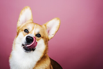 Close up portrait of sitting welsh corgi pembroke dog with tongue out at pink background in studio