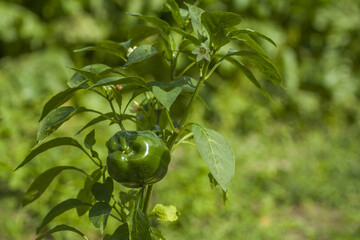 Green pepper growing on a bush in an equally green vegetable garden.