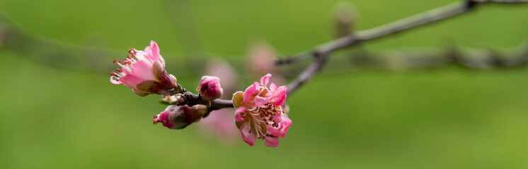 fioritura in campagna