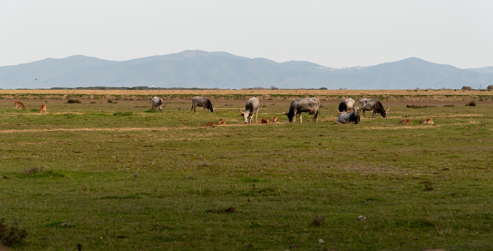 vacca maremmana ad alberese