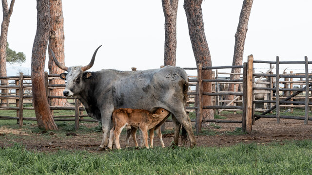vacca maremmana ad alberese