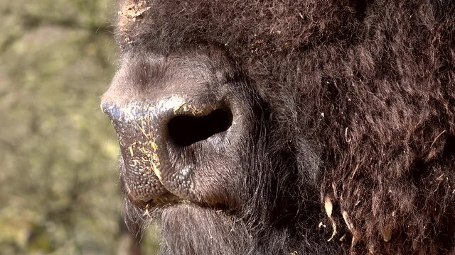 Bisonbulle- Atmung