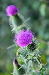 In the meadow among herbs blooms thistle (Carduus) .
