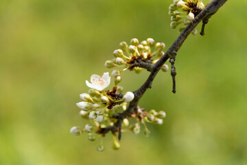 fioritura in campagna