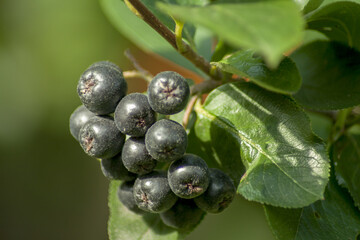 Black and ripe chokeberry fruits hanging on a bush with green leaves. In the background, greenery from other garden plants.