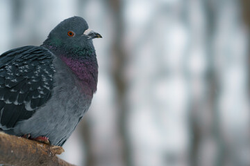 Photography of a beautiful urban gray dove near a feeder. Concept of  the caring about the wild...