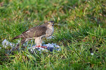 During the afternoon walk I encountered such a sight: dinner of a bird of prey, after a successful hunt