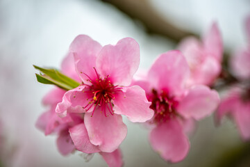 Fototapeta na wymiar Fruit blossoms in spring