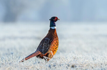 Wild male pheasant in a frost covered field
