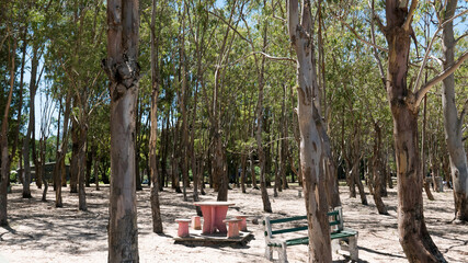 Bosque de eucaliptos entre la laya y el camino